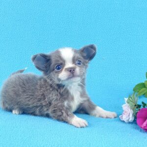 Длинношерстный щенок чихуахуа можно купить в питомнике чихуахуа