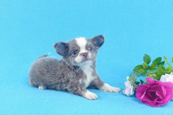 Длинношерстный щенок чихуахуа можно купить в питомнике чихуахуа