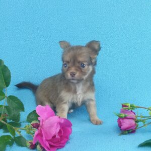 Длинношерстный щенок чихуахуа в продаже