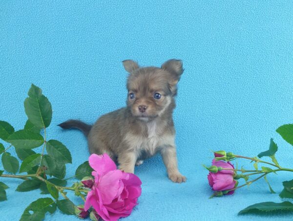 Длинношерстный щенок чихуахуа в продаже