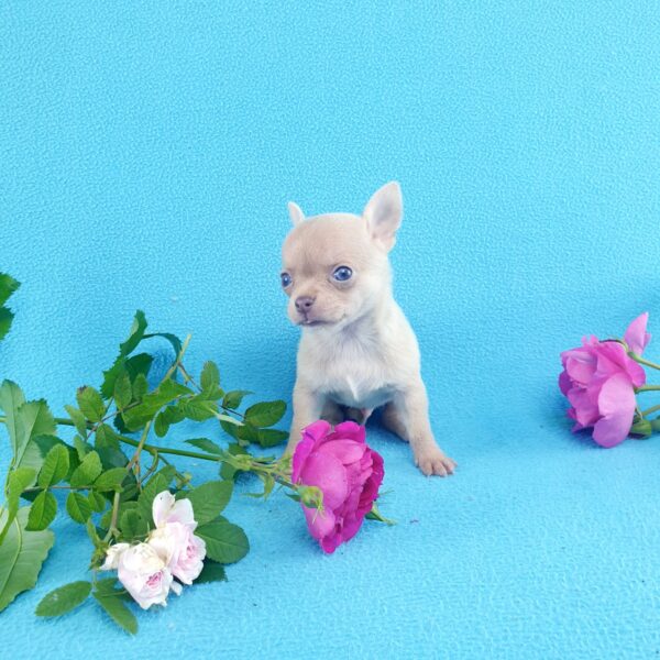 Шанти Лил мальчик чихуахуа, изобелового окраса
