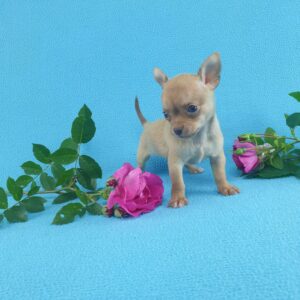 Маленькая собачка чихуахуа