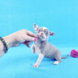 Чихуахуа девочка, лилового окраса