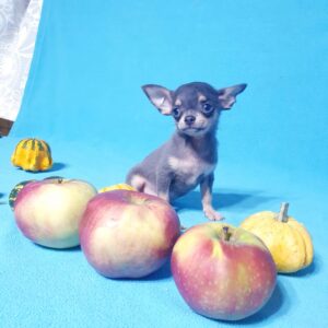 Чихуахуа супер мини, микро