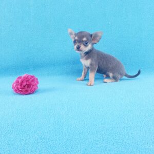 Малыш чихуахуа небольшого размера