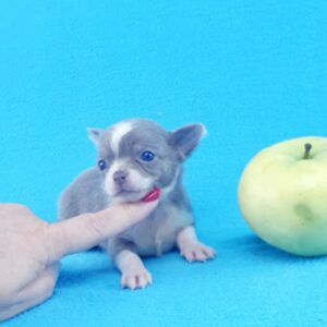 купить чихуахуа, лиловый чихуахуа