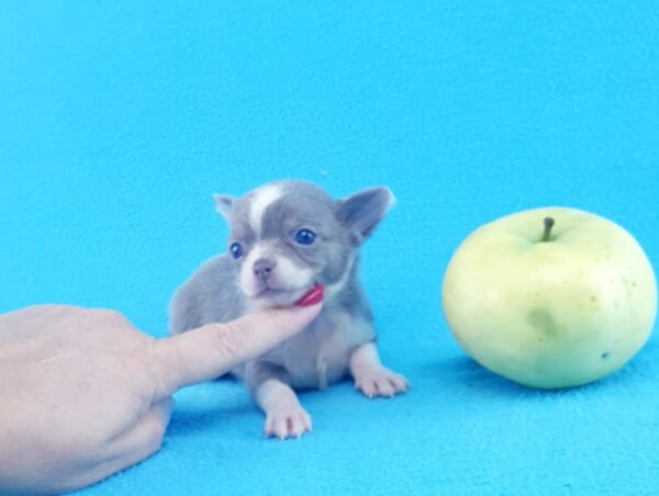 купить чихуахуа, лиловый чихуахуа