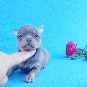 Щенка чихуахуа, лилового окраса можно купить в нашем питомнике