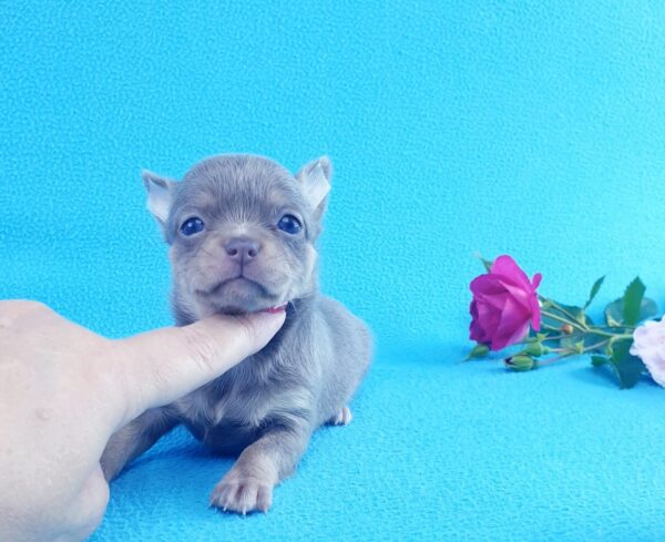 Щенка чихуахуа, лилового окраса можно купить в нашем питомнике