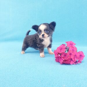 Длинношерстный щенок чихуахуа