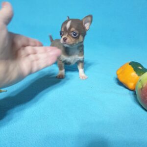 Мини чихуахуа, шоколадный
