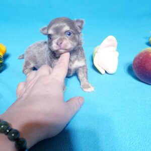 Щенок чихуахуа лилового окраса, длинношерстная