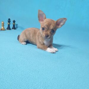 Чихуахуа щенков разных окрасов, стандарт и мини преждлагает питомник в москве