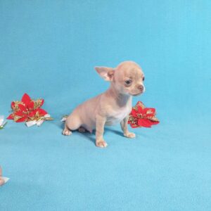 Чихуахуа лилового окраса