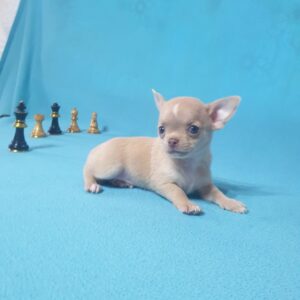 Щенок чихуахуа питомник в москве