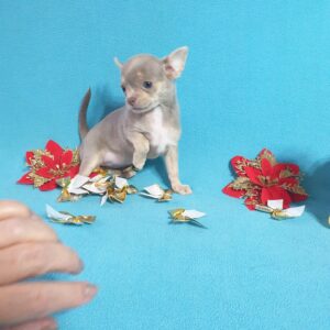 Питомник чихуахуа Москва продажа щенков