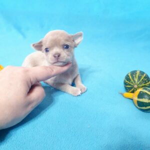 Щенок чихуахуа, девочка, стандарт