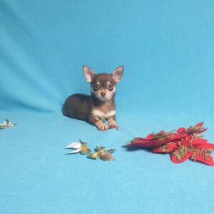 Шоколадные щенки чихуахуа
