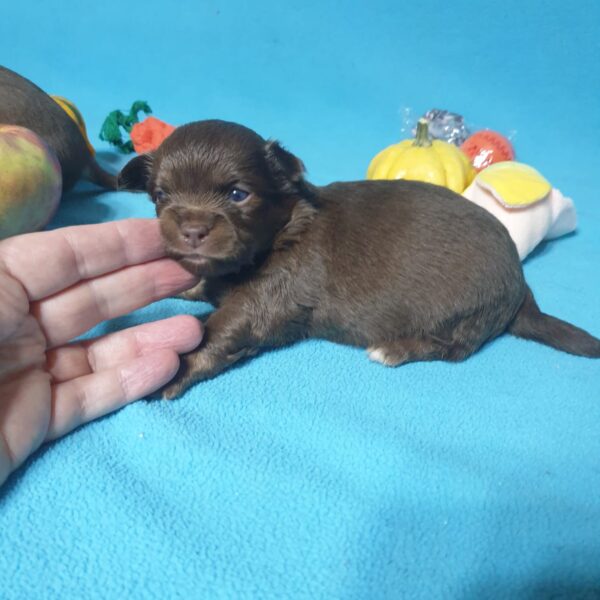 Вольт шоколадный щенок чихуахуа