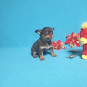 Продажа щенков чихуахуа, питомник Москва