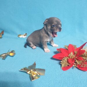 Щенки чихуахуа привиты, клеймо, документы