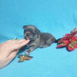 Щенки чихуахуа голубого окраса