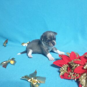 Купить щенка чихуахуа в питомнике в москве