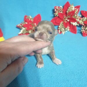 Купить длинношерстного щенка чихуахуа