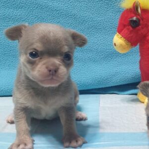 Продажа щенков чихуахуа, питомник москва