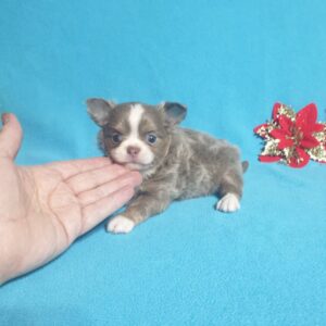 Купить собачку маленькой породы в москве