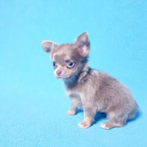 Питомник чихуахуа, продажа щенков, собак маленьких пород