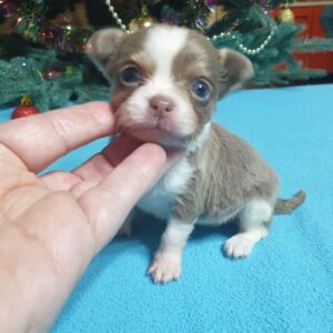 Купить чихуахуа в питомнике москва