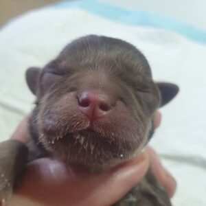 Длинношерстные щенки чихуахуа