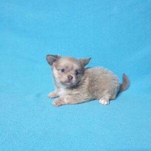 купить щенка чихуахуа в питомнике