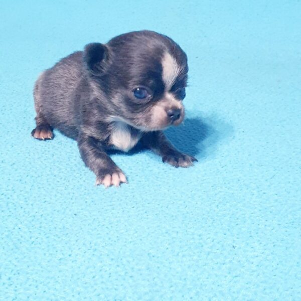 Продажа щенков чихуахуа питомник москва.