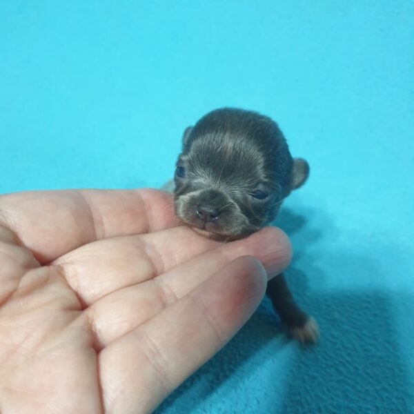 Купить мини чихуахуа