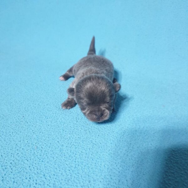 продажа щенков чихуахуа, питомник москва