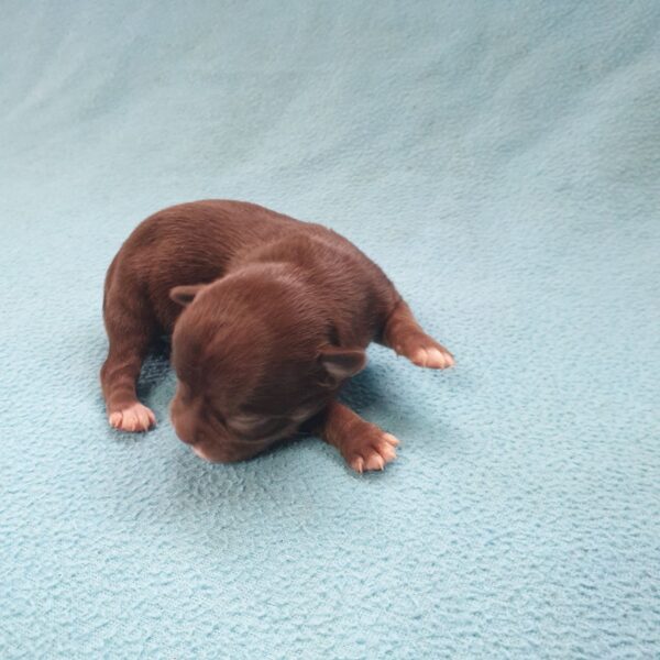 Питомник чихуахуа, шоколадные щенки