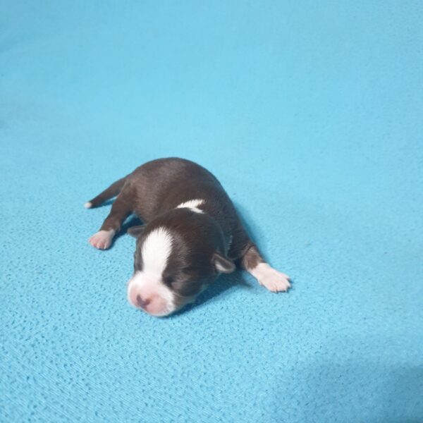 Купить шоколадного чихуахуа в москве