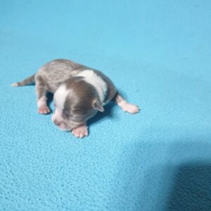 Питомник чихуахуа длинношерстный щенок