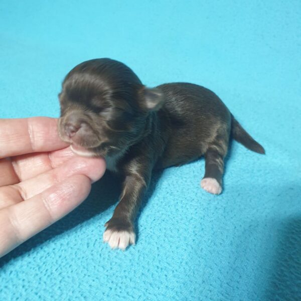 Питомник чихуахуа шоколадный щенок