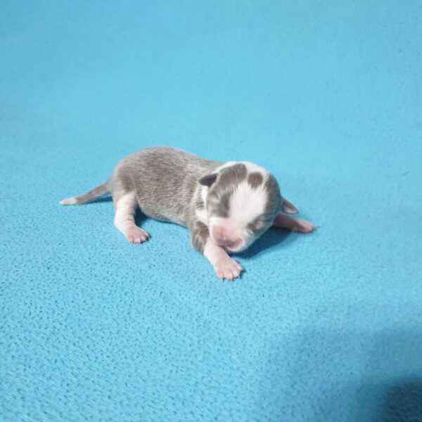 Щенок маленькой породы