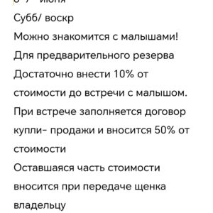 Продажа щенков чихуахуа разных окрасов: шоколадные,лиловые и др,длинношерстных и гладкошерстных