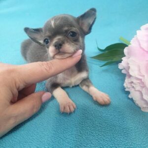 купить щенка чихуахуа питомник москва